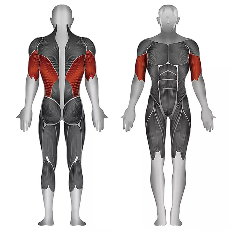 史帝飛卓越Z系列 肱三頭肌,肱二頭肌,背闊肌 ID:1660 訓(xùn)練部位