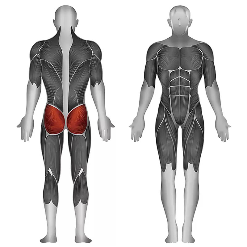 史帝飛卓越Z系列 臀大肌,臀中肌,臀小肌,梨狀肌,股方肌 ID:1674 訓(xùn)練部位